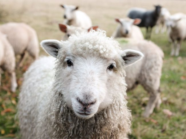 large-Sheep in a Field New Import Rules for Animals and Animal Products Set to Enforce Stringent Standards from January 31, 2024