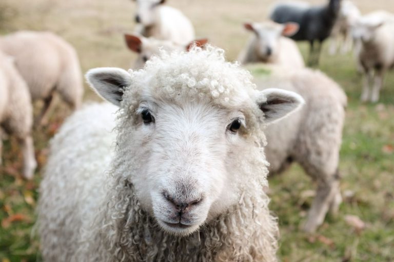 large-Sheep in a Field New Import Rules for Animals and Animal Products Set to Enforce Stringent Standards from January 31, 2024